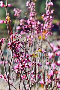 Close-up of cherry blossom