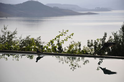 Scenic view of lake by trees against sky