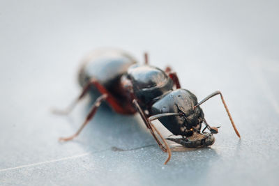 Close-up of ant feeding on insect over tiled floor