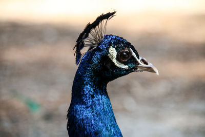 Close-up of a peacock