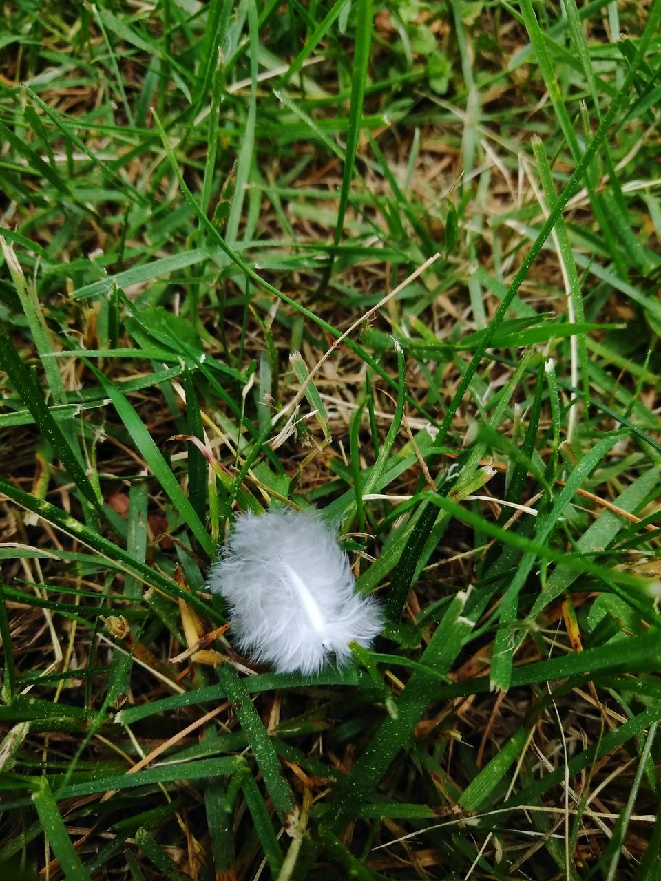 HIGH ANGLE VIEW OF FEATHER ON FIELD