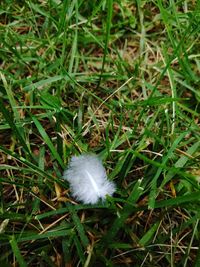 High angle view of white feather on field