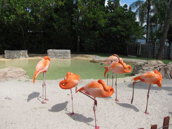 View of birds on land