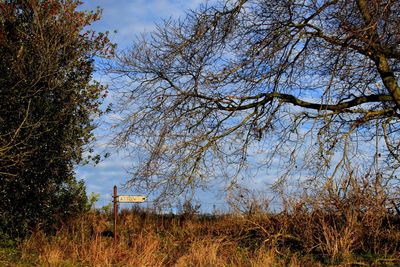 Low angle view of trees on field against sky