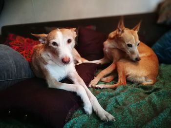 Portrait of dog relaxing at home