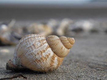 Close-up of shell on beach 