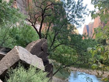 Scenic view of river in forest