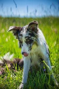 Dog looking away on field