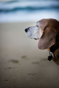 Close-up of dog on beach