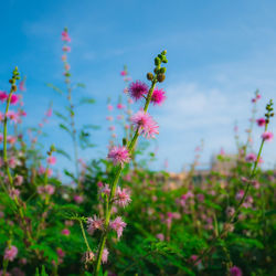 Close-up of pink flowering plant on field