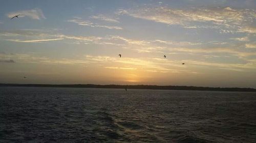 Bird flying over sea at sunset