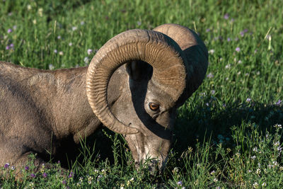 Close-up of elephant on field