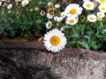 Close-up of white flowering plant