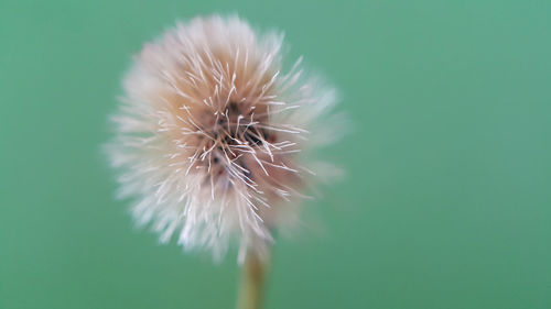 Close-up of white dandelion flower