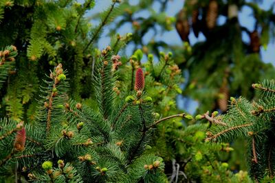 Close-up of pine tree