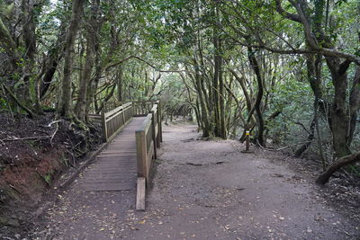 Empty footpath amidst trees in forest