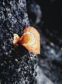 Close-up of mushroom growing on tree trunk