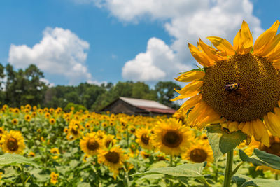 Close-up of sunflower on field against cloudy sky