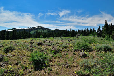 Scenic view of landscape against sky