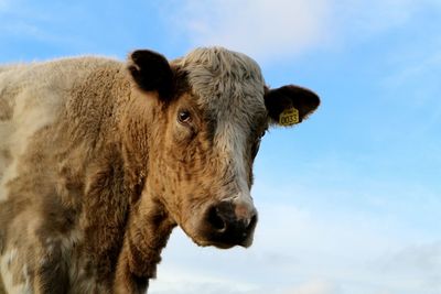 Close-up portrait of cow against sky