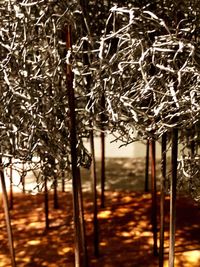 Close-up of bare trees in forest