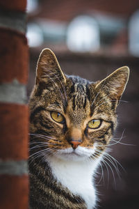 Close-up portrait of a cat