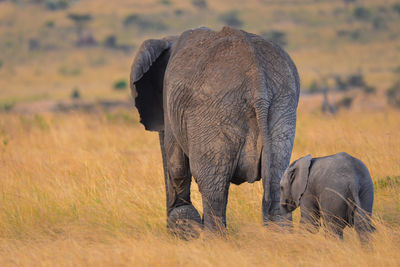 Elephant in a field