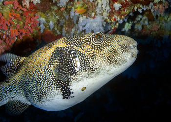 Spotted puffer fish hide from drivers under a coral reef. this type of fish is very poisonous.