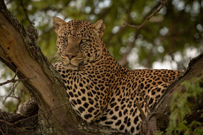 Leopard on tree trunk