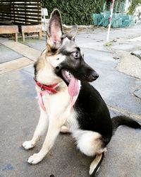 Dog looking away while sitting on footpath