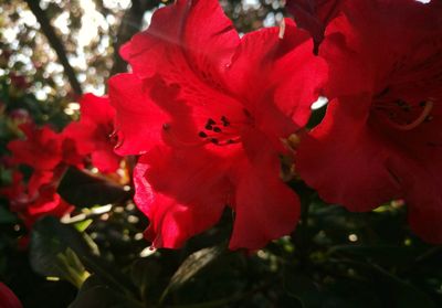Close-up of red flowering plant