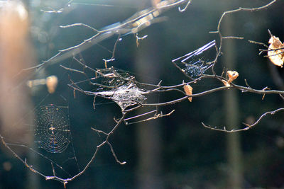 Close-up of spider web