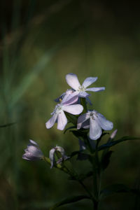 Close-up of flowers blooming outdoors