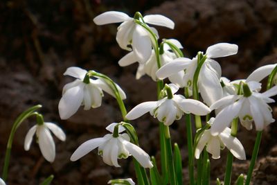 Close-up of white flowering plant
