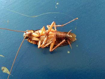 High angle view of insect on leaf