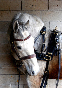 Draft horse waiting for the work to begin.