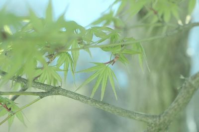 Close-up of fresh green plant