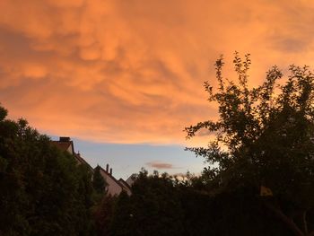 Low angle view of silhouette plants against orange sky