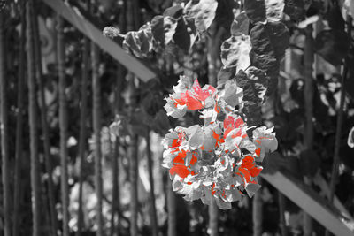 Close-up of flowering plants against blurred background