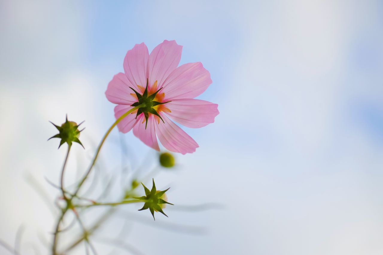 flowering plant, flower, vulnerability, fragility, freshness, plant, petal, beauty in nature, inflorescence, growth, flower head, close-up, no people, pink color, nature, cosmos flower, day, outdoors, focus on foreground, pollen, sepal