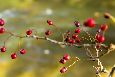 Close-up of red berries growing on tree