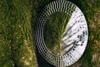 Close-up of mirror on tree