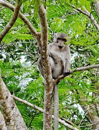 Low angle view of monkey sitting on tree in forest