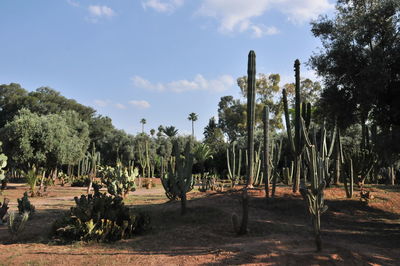 Panoramic shot of trees on field against sky