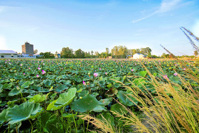 Scenic view of flowering plants on field against sky