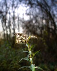 Close-up of flowering plant in forest