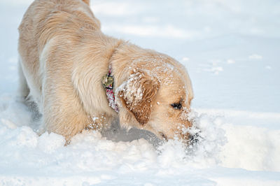 Golden retriever puppy playing in the snow