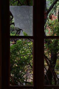 Close-up of trees seen through window