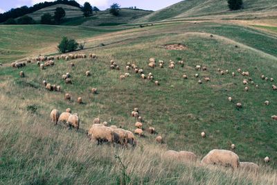 Flock of sheep grazing on grassy mountain