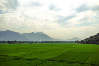 Scenic view of agricultural field against sky